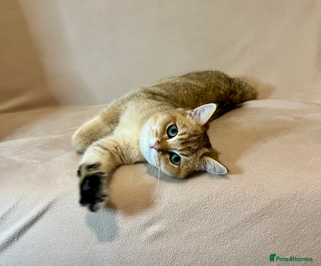 British Shorthair cats for sale: 🐾 Purebred BSH Golden kitten 🐾  - Advert 3