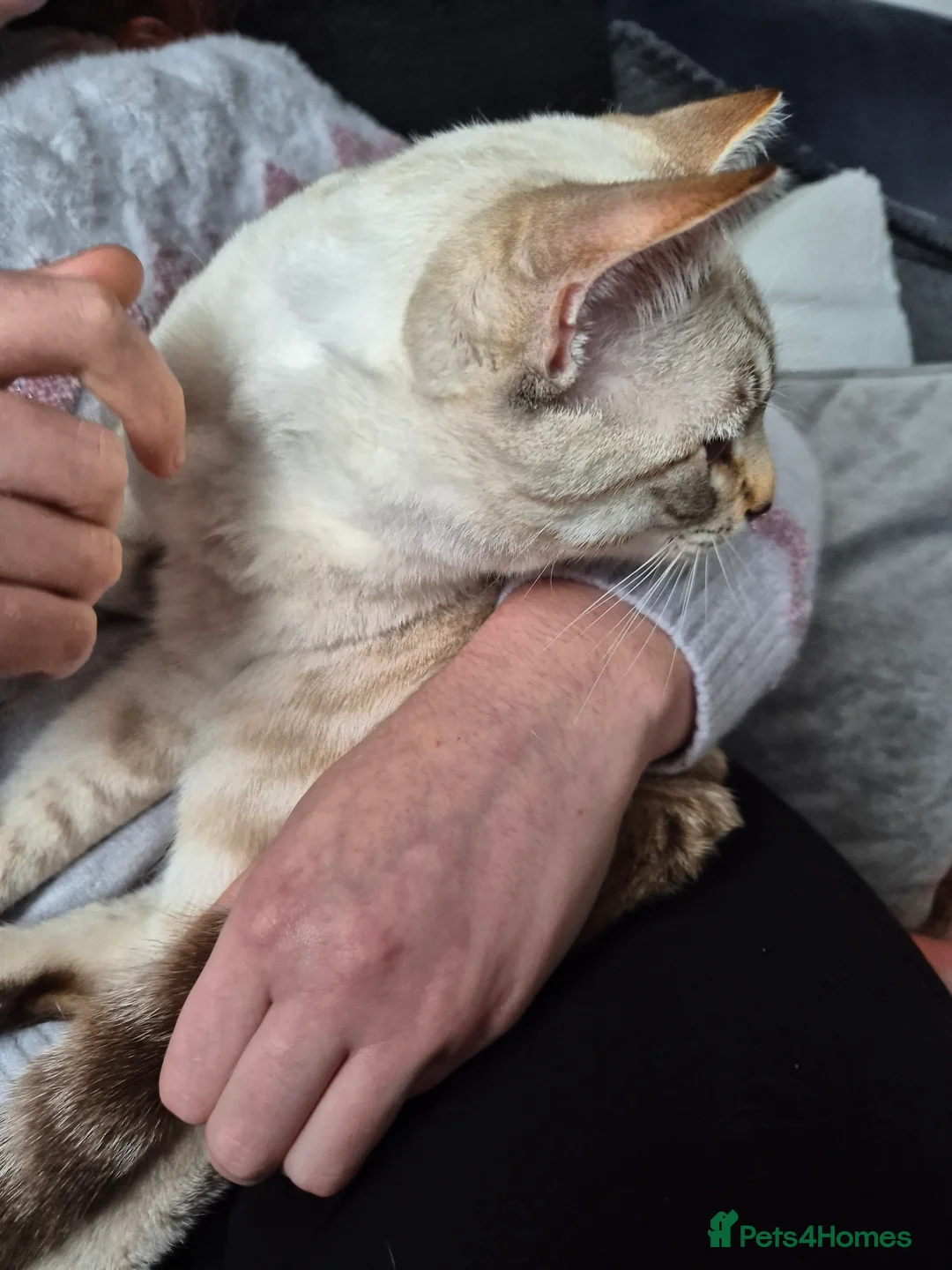 Snowshoe cats for sale: Pedigree snowshoe neutered choc tabby  - Advert 5