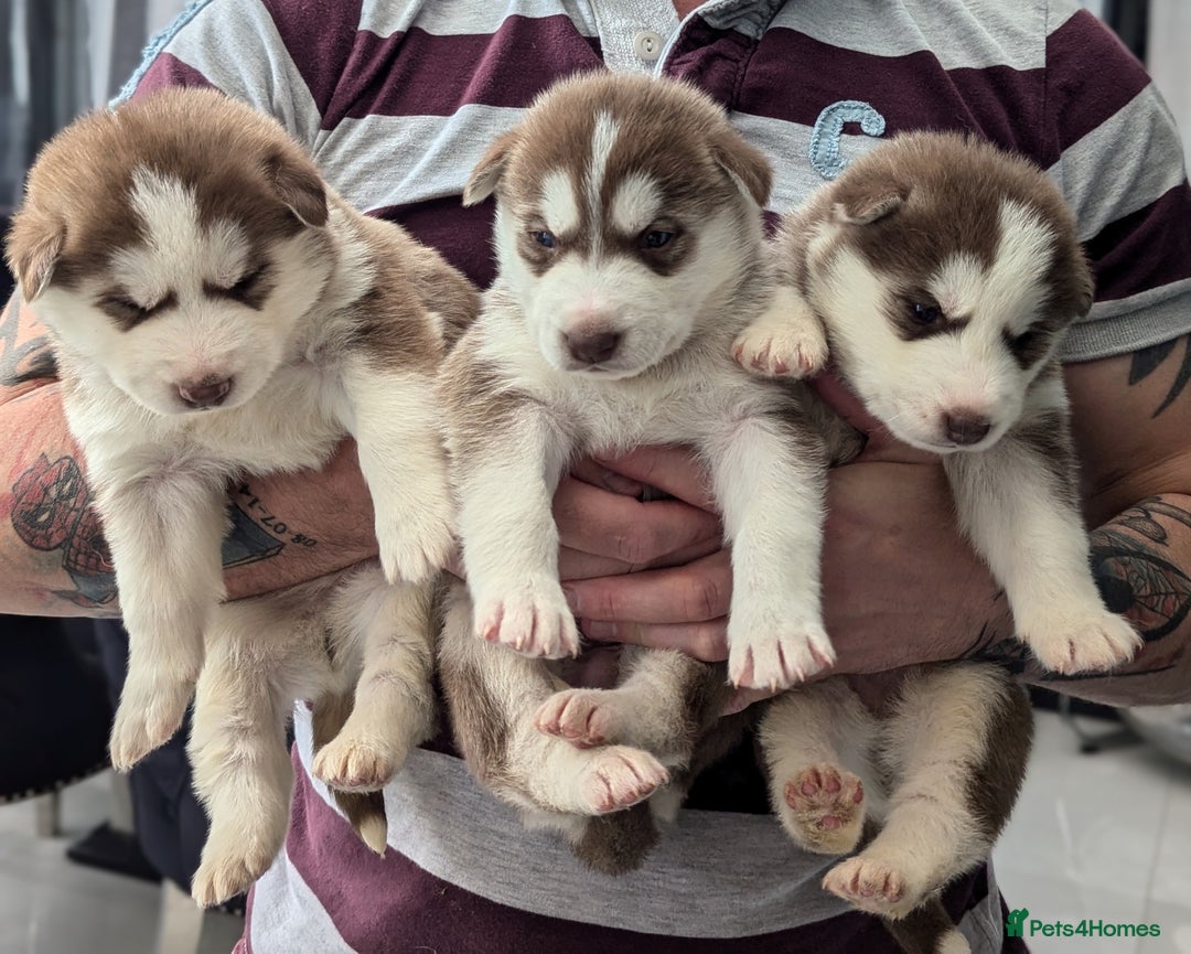 Siberian Husky dogs for sale: Beautiful Siberian Huskies-all with blue eyes - Advert 21