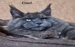 Maine Coon cats for sale: GCCF DNA Tested Male Maine Coon Kitten - Image 5