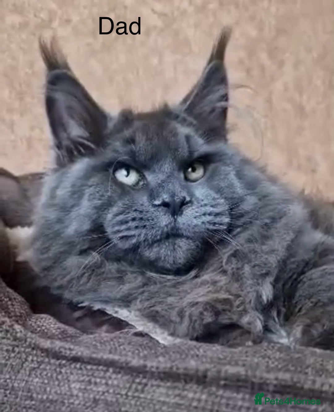 Maine Coon cats for sale: GCCF DNA Tested Male Maine Coon Kitten - Image 5