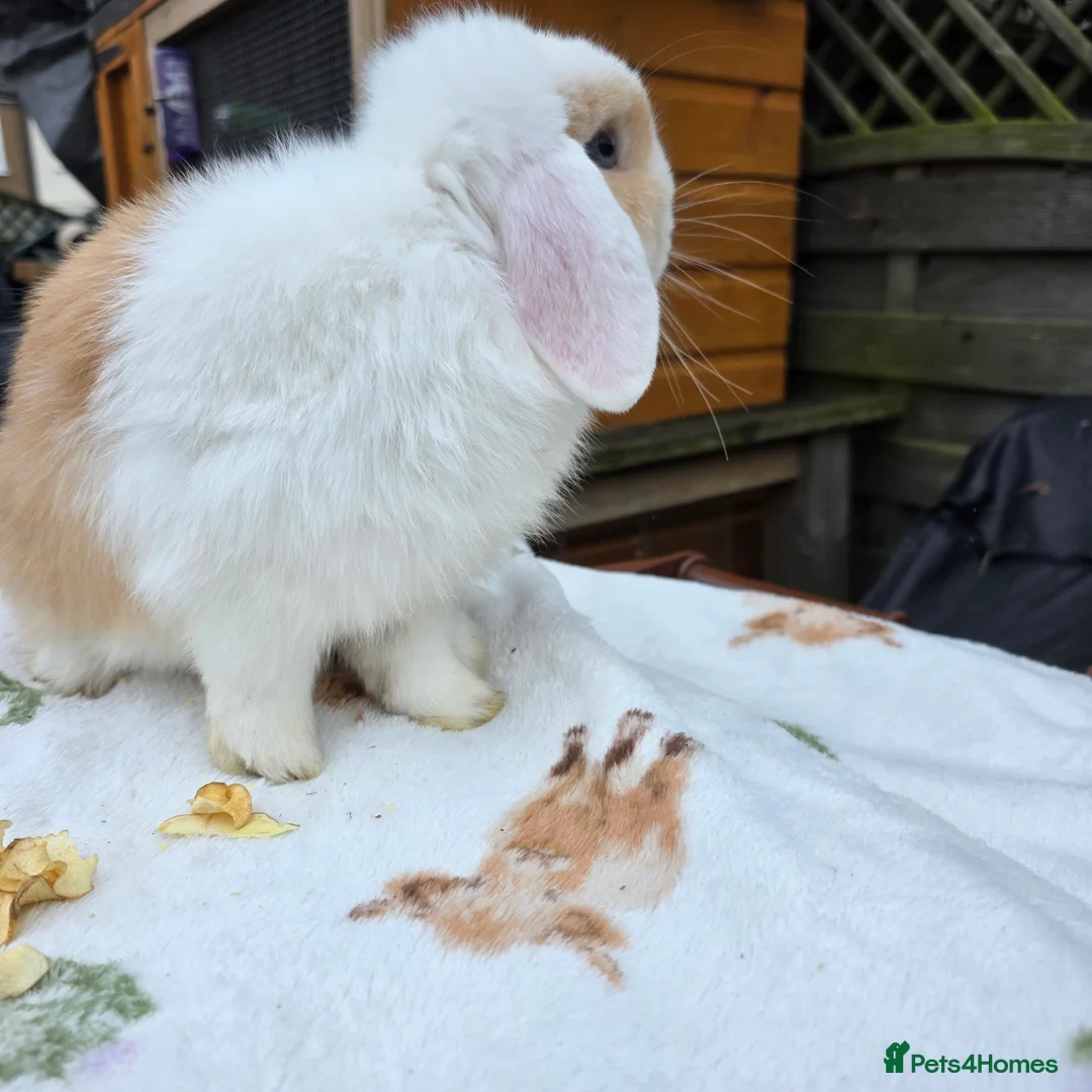 Mini Lop rabbits for sale: Mini lop 6 months old  - Advert 6