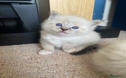 Ragdoll cats for sale: 6 ragdoll kittens  - Image 23