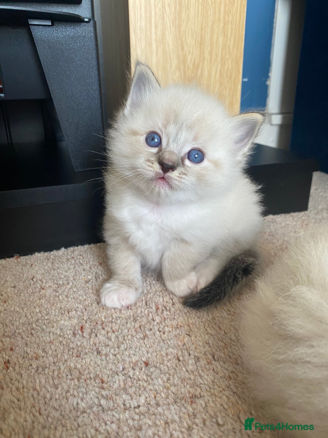 Ragdoll cats for sale: 6 ragdoll kittens  - Image 23