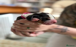 Basset Hound dogs for sale: Beautiful Basset Hound Puppies  - Image 15