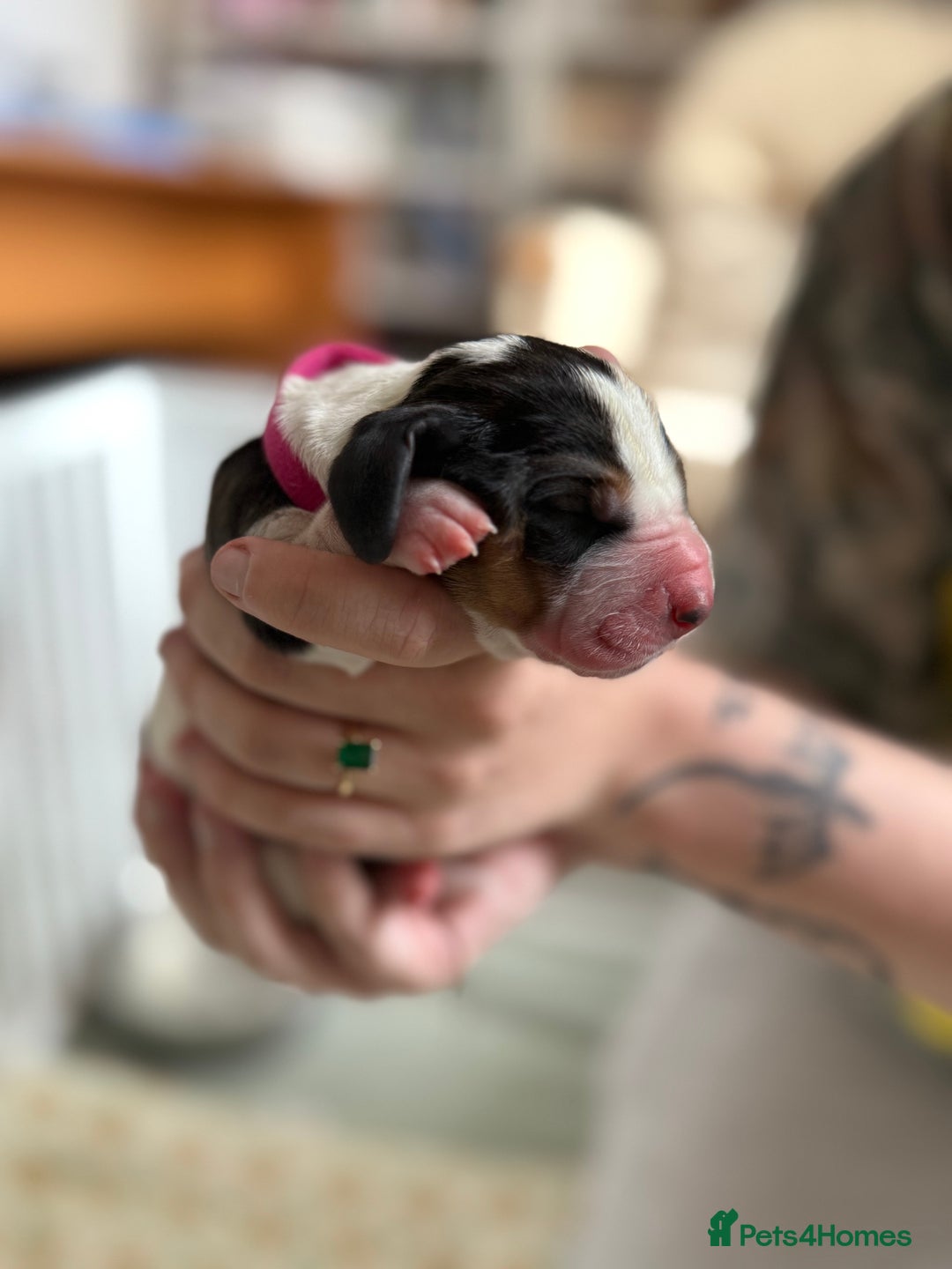 Basset Hound dogs for sale: Beautiful Basset Hound Puppies  - Image 15