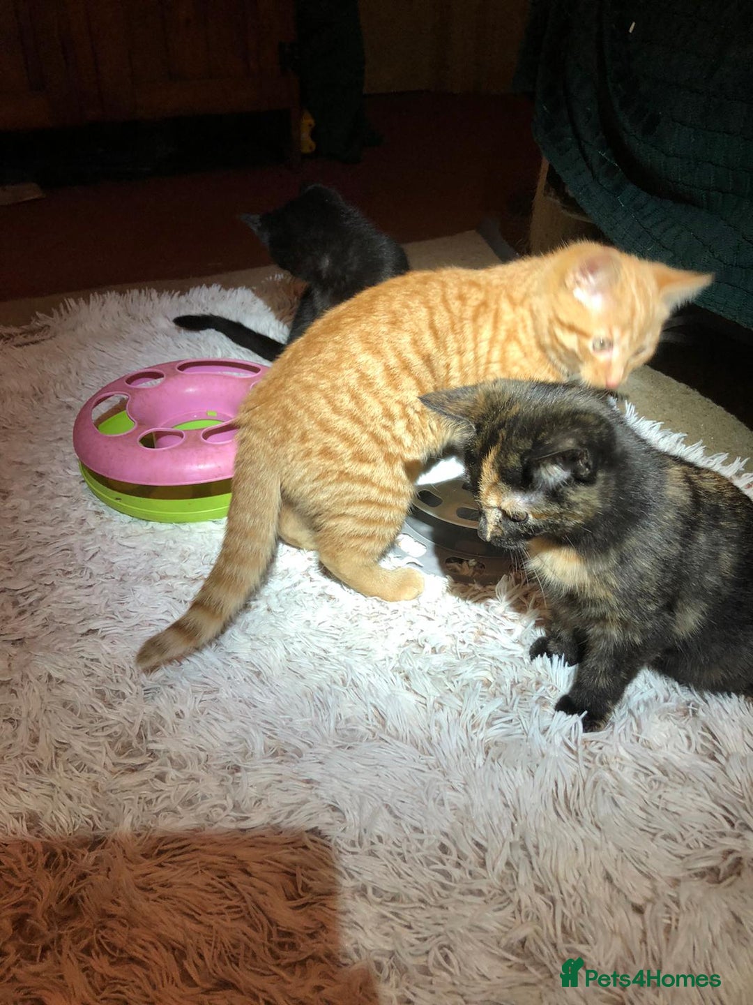Mixed Breed cats for sale: 3 beautiful kittens looking for loving homes - Advert 6