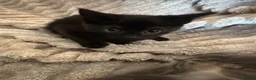 Mixed Breed cats for sale: Kittens for sale  - Advert 12