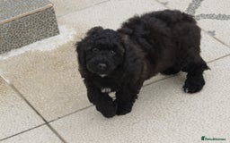 Poochon dogs for sale: F1 Poochon puppy for sale - Image 4