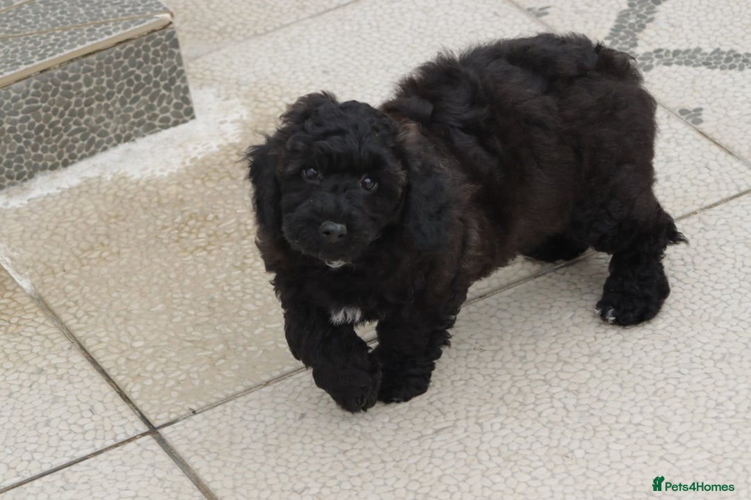 Poochon dogs for sale: F1 Poochon puppy for sale - Image 4