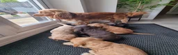 Cocker Spaniel dogs for sale: KC Registered Show cockers  - Advert 5