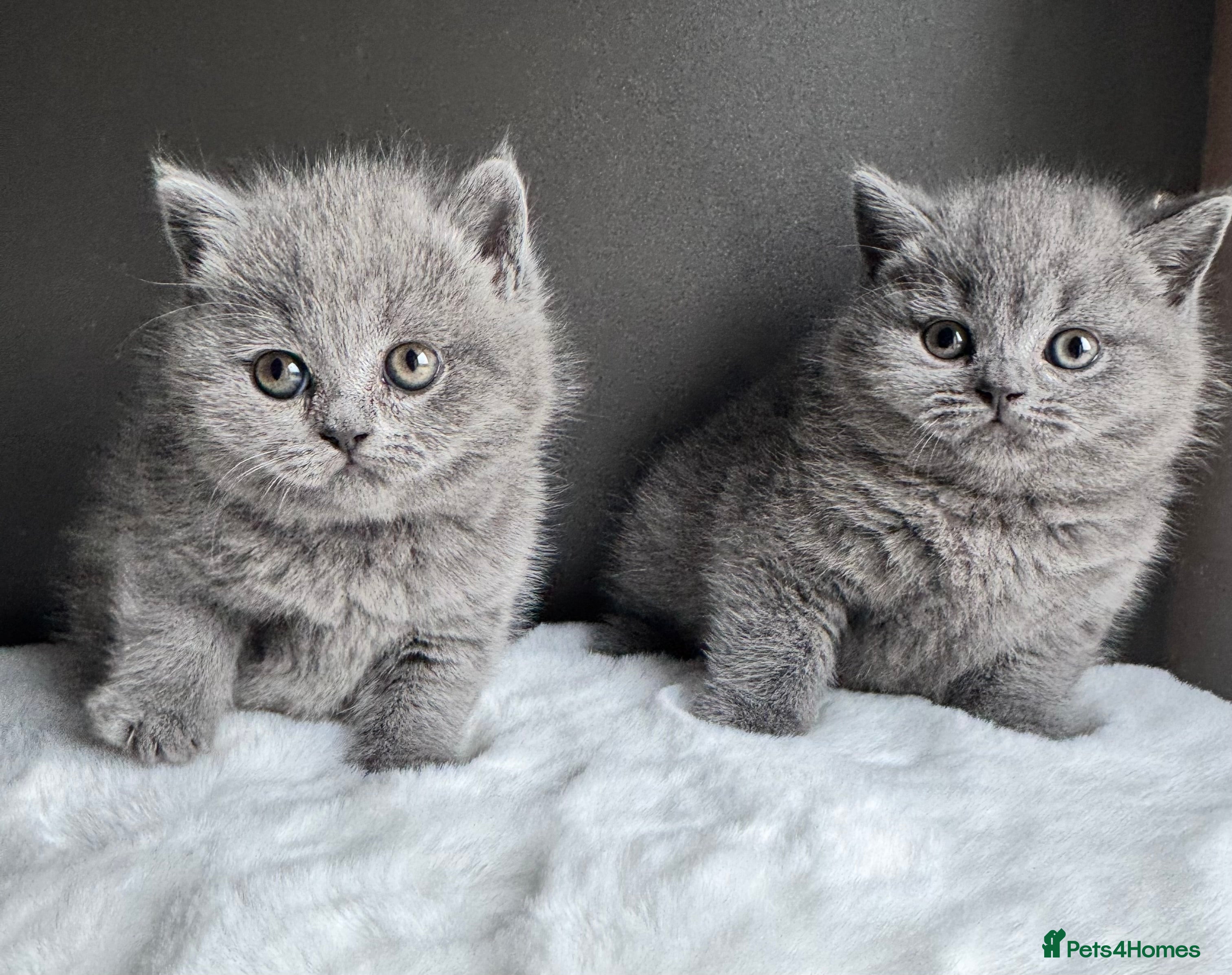 British Shorthair cats British Shorthair Kittens  - Advert 1