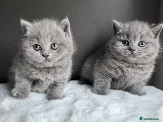 British Shorthair cats British Shorthair Kittens - Advert 12