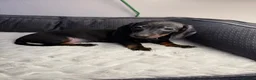 Miniature Dachshund dogs for sale: Kc registered mini dachshund  - Advert 13