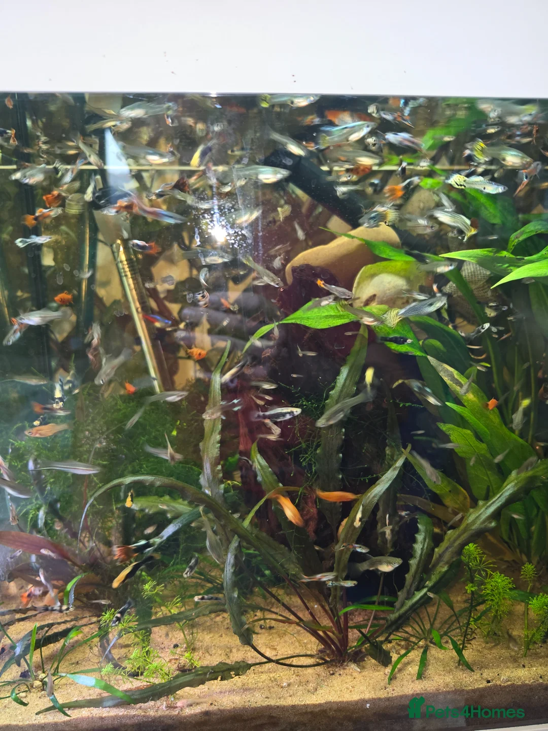 Other/Mixed Breed fish for sale: Guppies Placos in Thetford - Advert 2