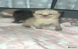 Ragdoll cats for sale: Ragdoll kittens £600-£1,000 - Image 10