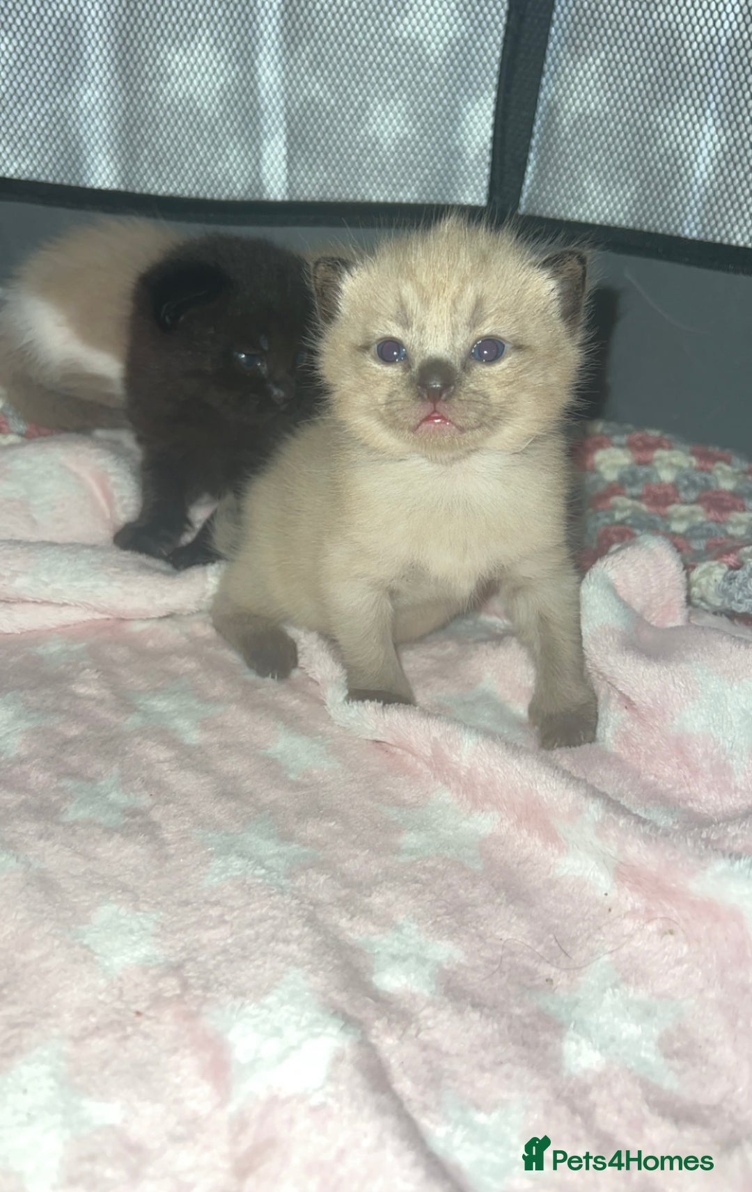 Ragdoll cats for sale: Ragdoll kittens £600-£1,000 - Image 10