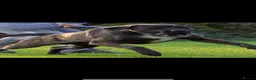 Presa Canario dogs for sale: World class presa canarios  - Advert 6