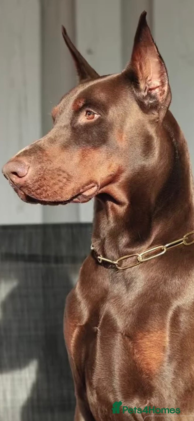 Dobermann dogs CHESHIRE WORLD CLASS DOBERMAN PUPPY - Advert 5