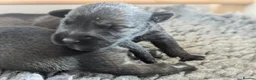 Miniature Schnauzer dogs for sale: Champion Show line Health Tested Puppies - Advert 20