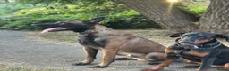 Dobermann dogs for sale: 10-Month-Old Female Doberman – Well-Trained - Advert 3
