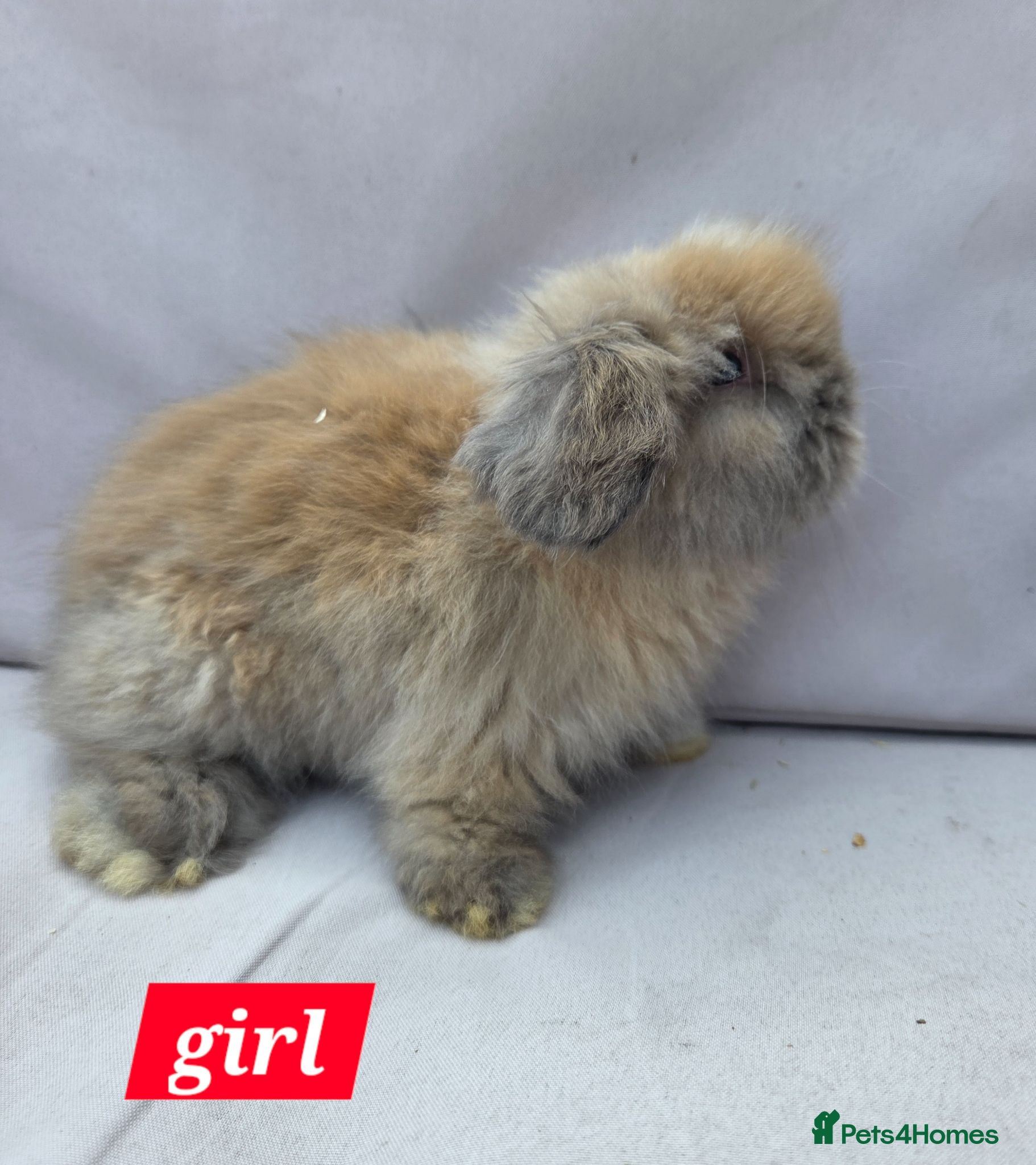 Angora rabbits Teddywidders ready to go now  - Advert 9