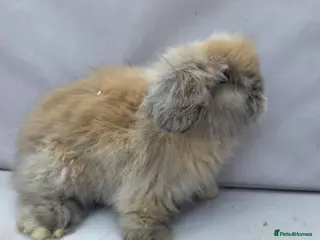 Angora rabbits Teddywidders ready to go now - Advert 9