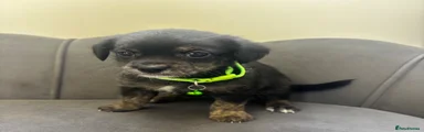 Green Collar
