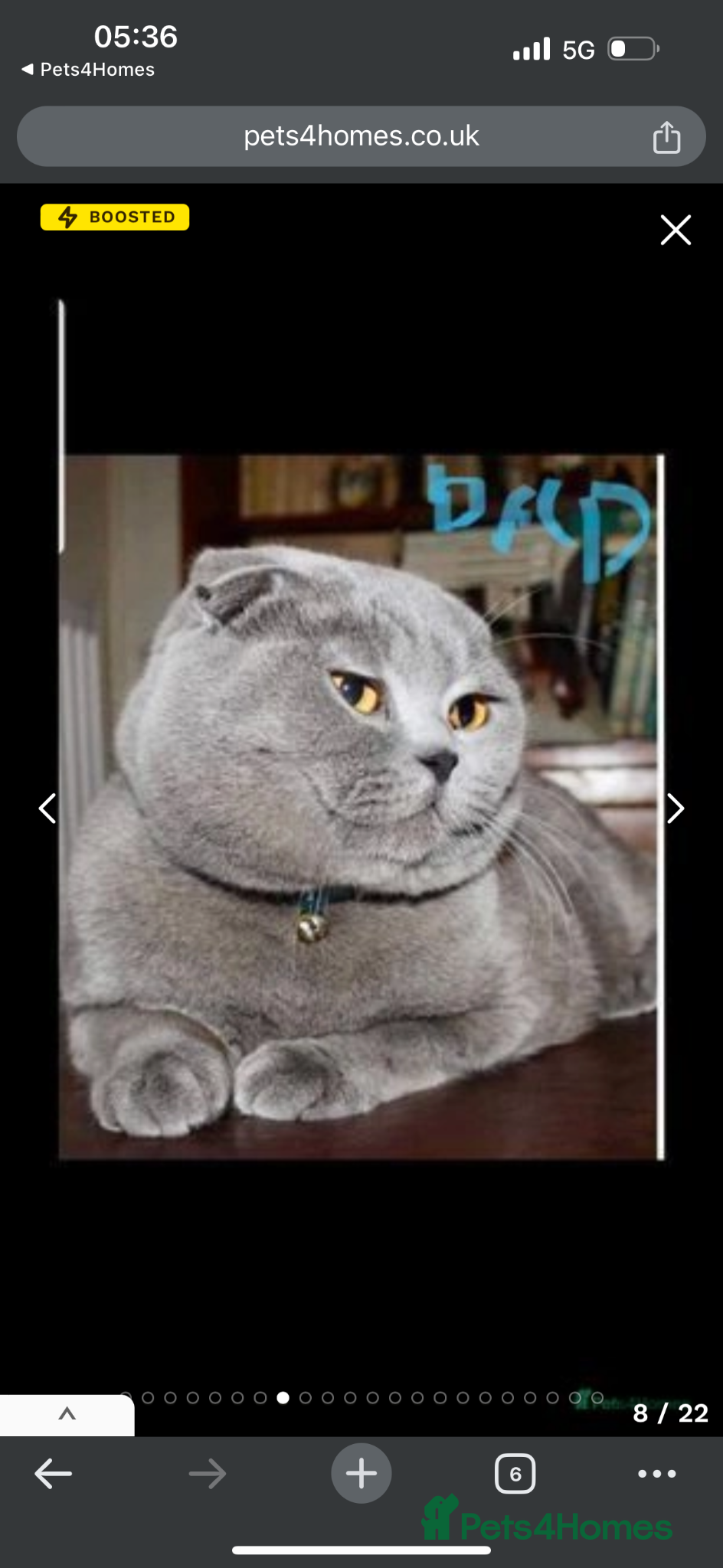 Scottish Fold cats Scottish fold - Advert 2
