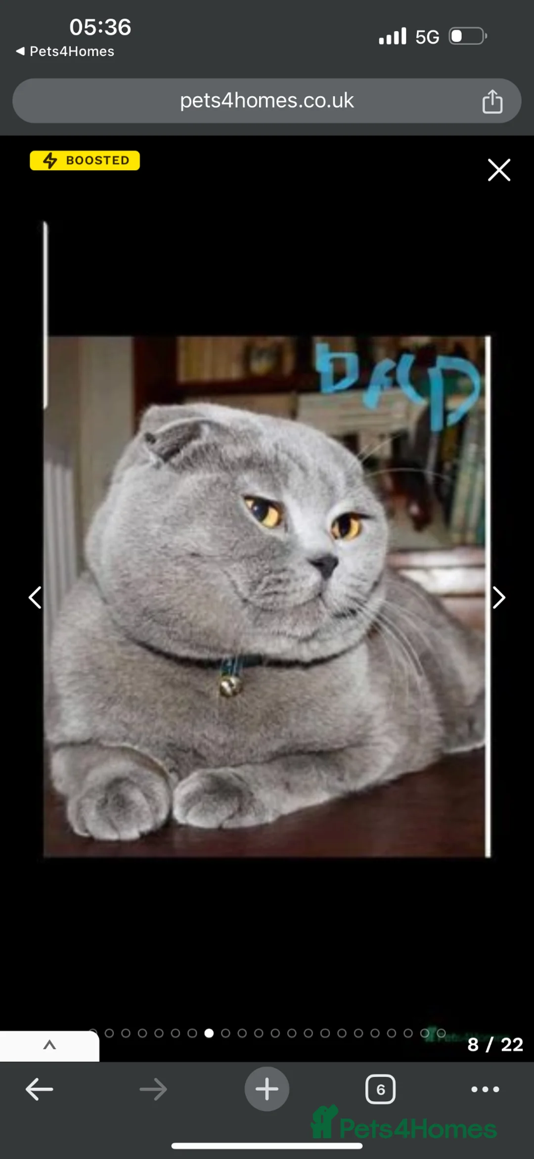 Scottish Fold cats for sale: Scottish fold - Advert 2