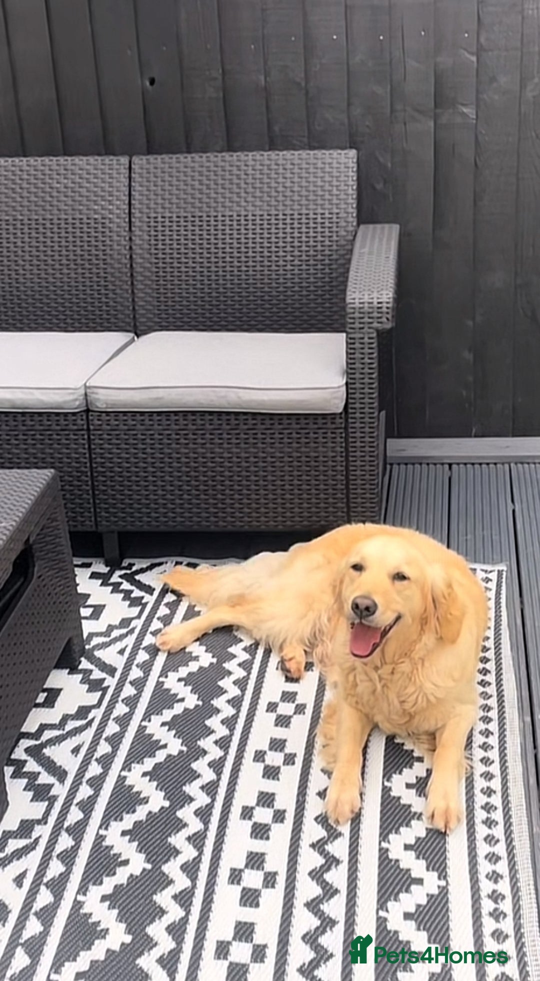 Golden Retriever dogs for sale: Stunning Showline Golden Retrievers 🐾  - Image 8