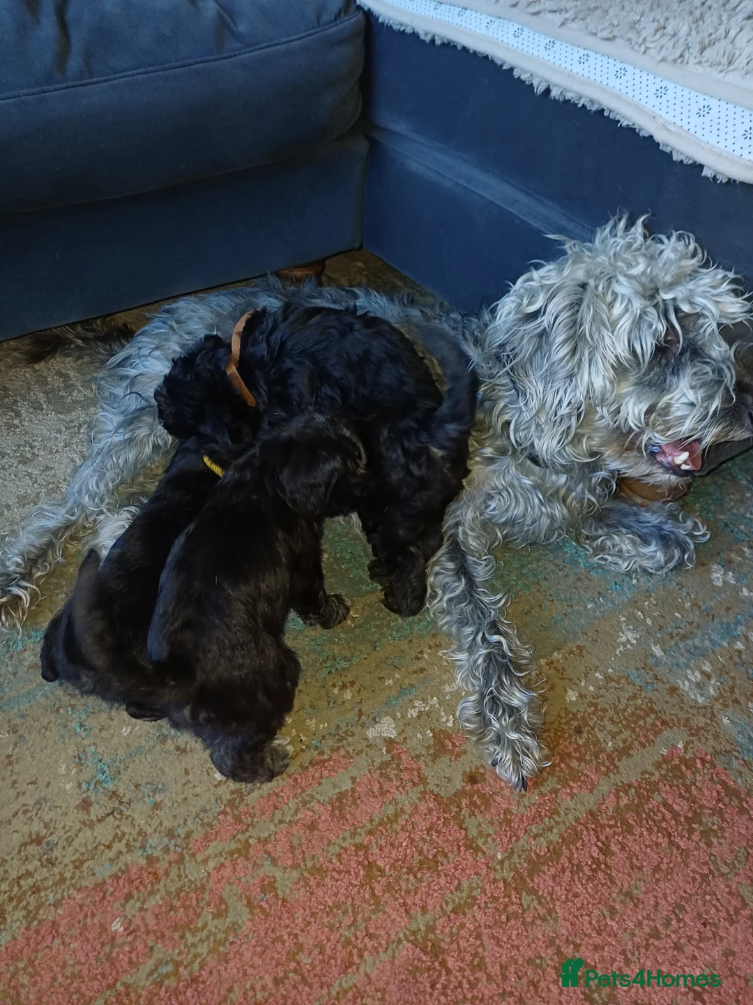 Mixed Breed dogs for sale: Bedlington x Whippet Puppies  - Advert 14