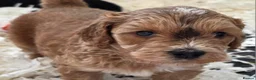 Cockapoo dogs for sale: Health Tested F1b Cockapoo Puppies - Advert 23