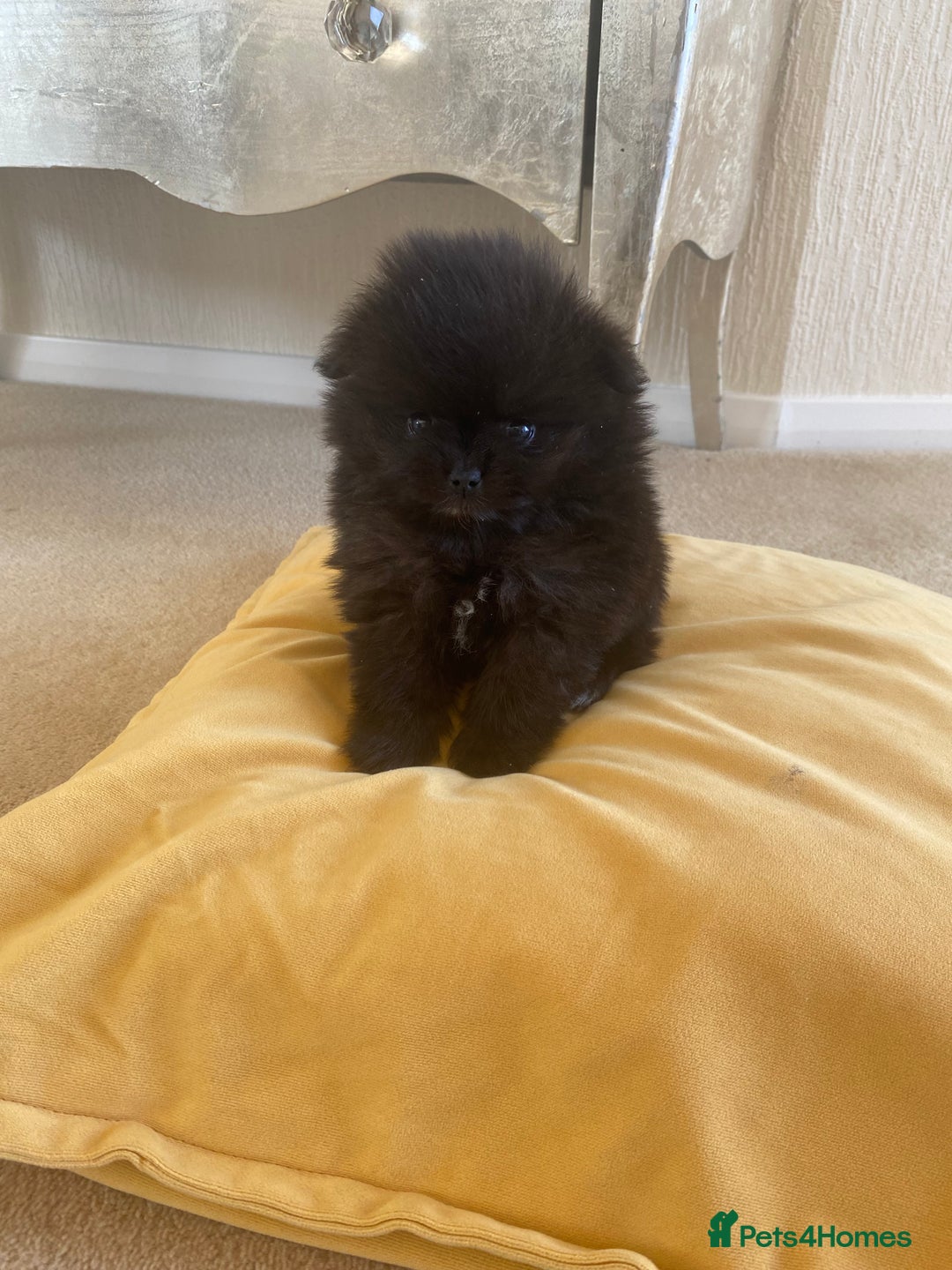 Pomeranian dogs for sale: Stunning litter merl Pomeranian - Image 4