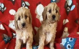Cavapoo dogs for sale: Health tested Cavapoo puppies - Image 5