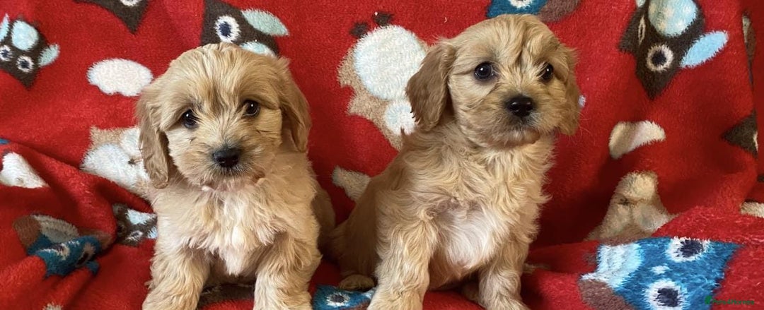 Cavapoo dogs for sale: Health tested Cavapoo puppies - Image 5