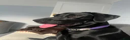 Labrador Retriever dogs for sale: Nine little puppies Nine gorgeous personalities 🐶 - Advert 11