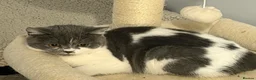 British Shorthair cats for sale: 3 Gorgeous TICA registered kittens  - Advert 7