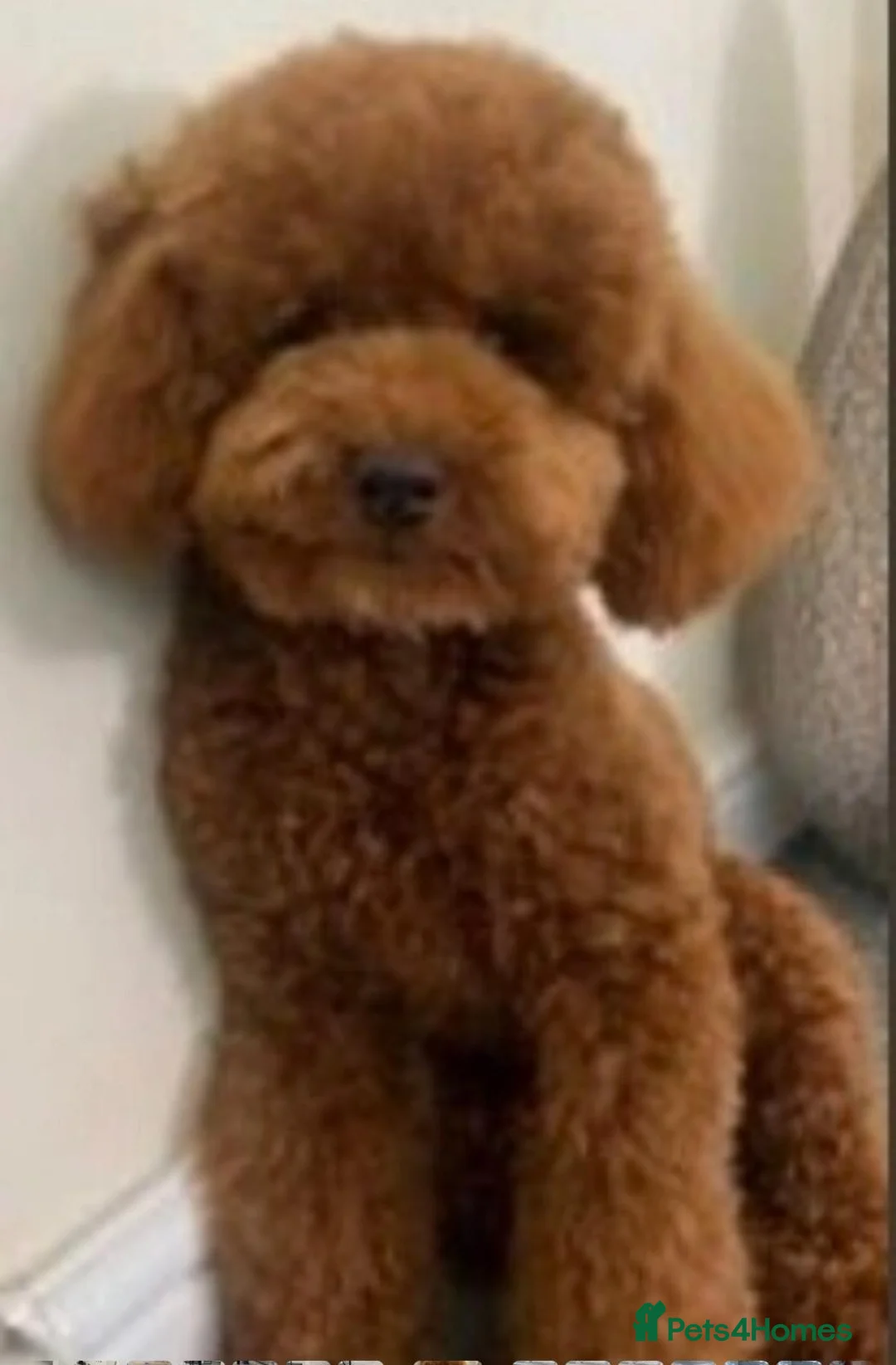 Toy Poodle dogs for stud: Fully health tested red toy poodle for STUD  - Advert 2