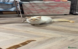 British Longhair cats for sale: White and ginger ragdoll  - Advert 4