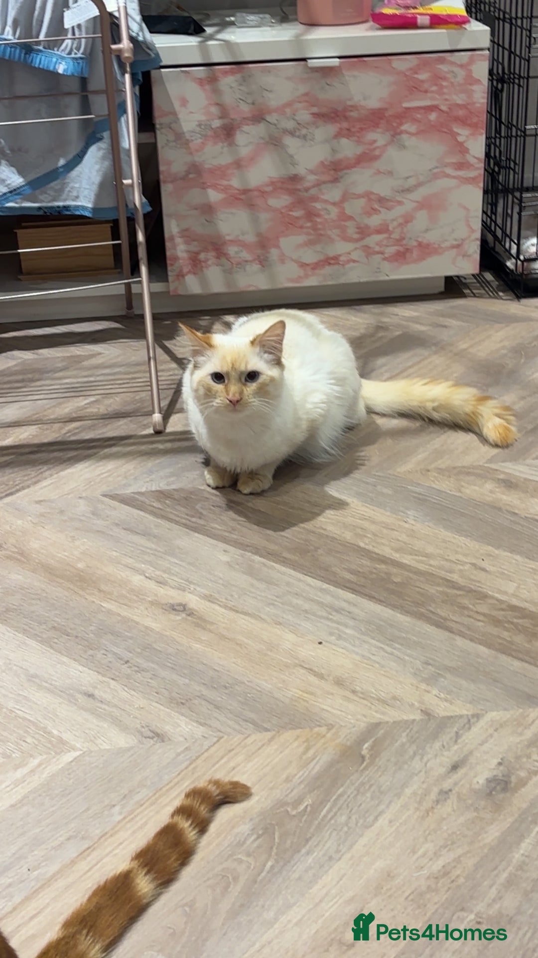 British Longhair cats for sale: White and ginger ragdoll  - Advert 4