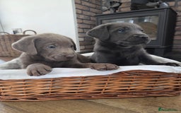 Labrador Retriever dogs for sale: 🩶 beautiful silver/Charcoal KC reg puppies 🩶 - Image 7