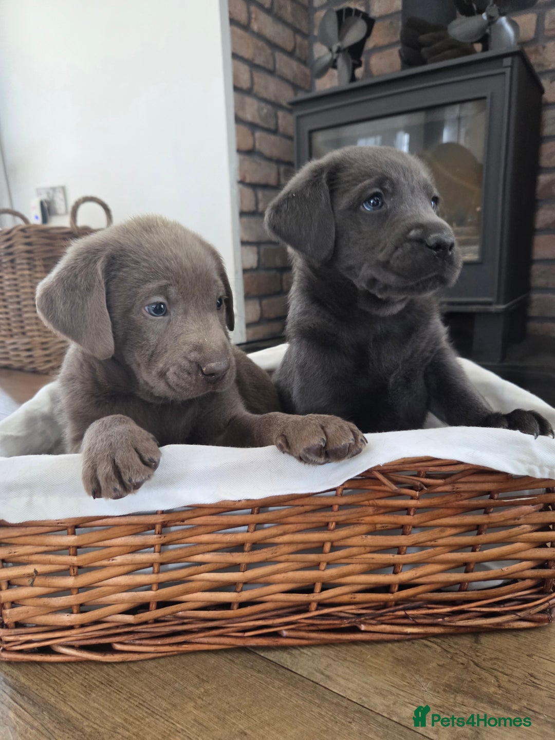 Labrador Retriever dogs for sale: 🩶 beautiful silver/Charcoal KC reg puppies 🩶 - Image 7