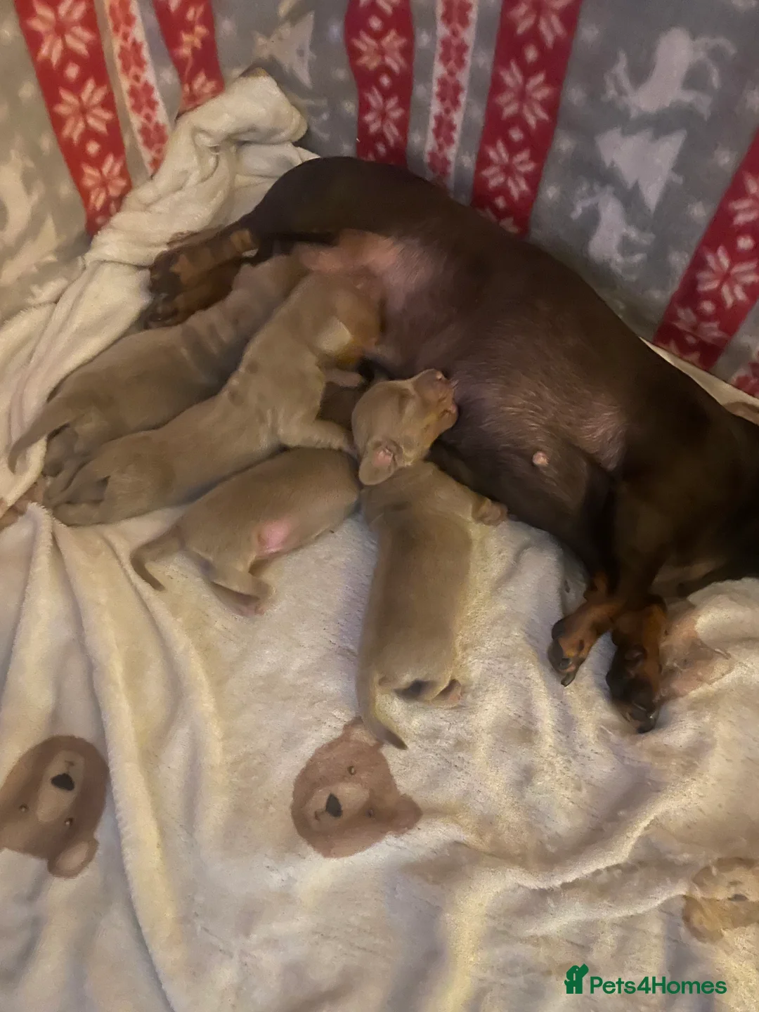 Dachshund dogs for sale: Isabella and tan miniature dachshunds  - Advert 16