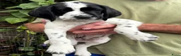Mixed Breed dogs for sale: Wire hair pointer x lab - Advert 6