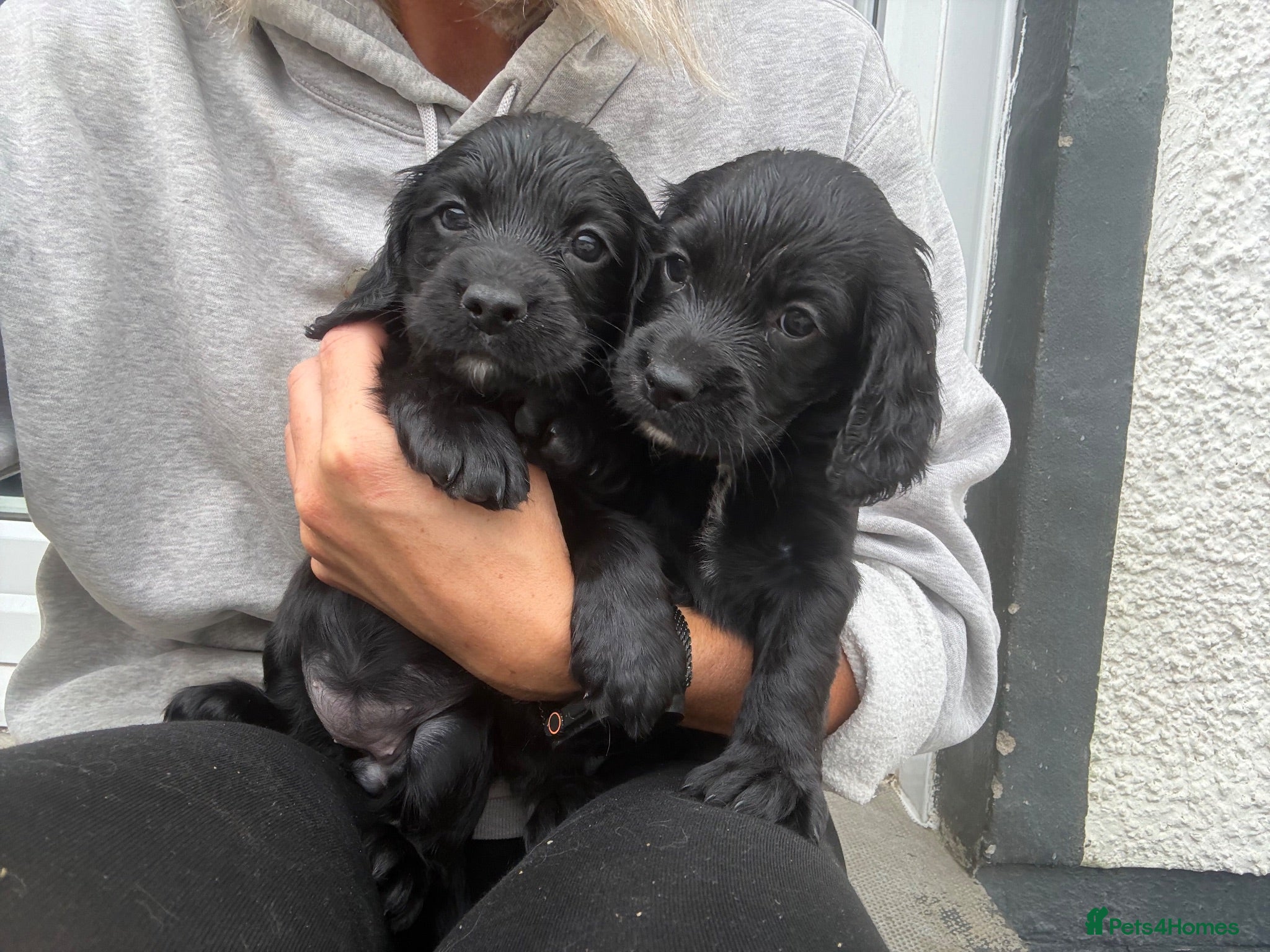 Cocker Spaniel dogs Cocker spaniels  - Advert 1