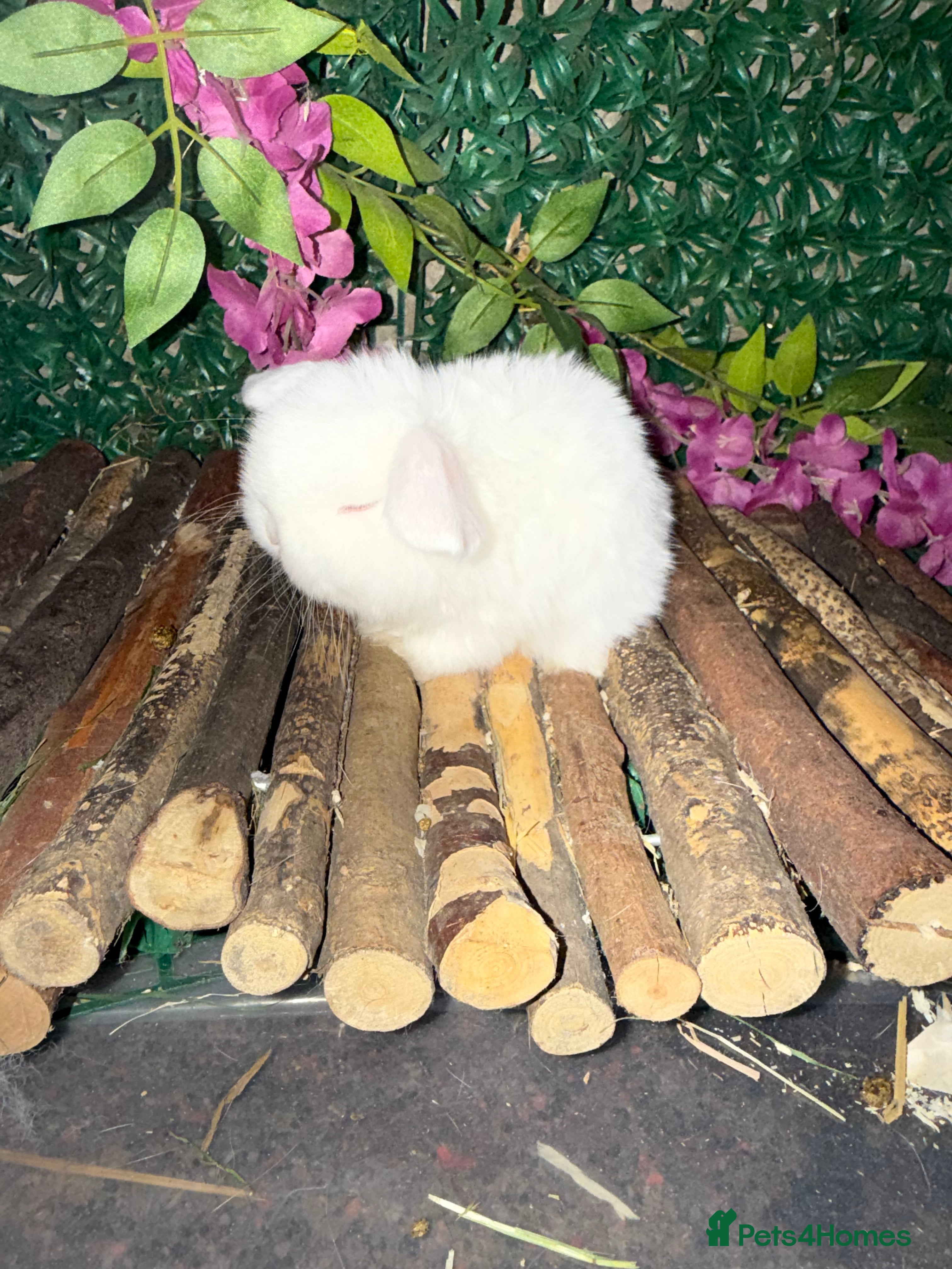 Mini Lop rabbits Top quality mini lops - Advert 16