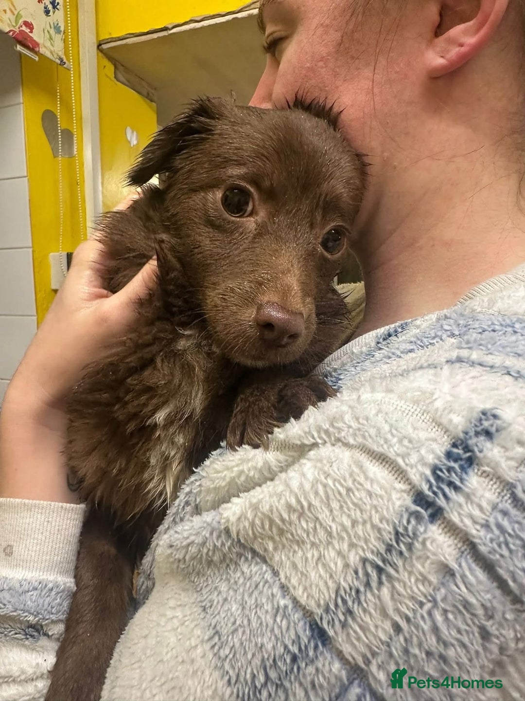 Mixed Breed dogs for adoption: Bear - North Walsham Norfolk  - Advert 1