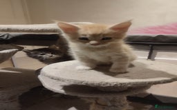 Maine Coon cats for sale: Adorable Maine coons - Image 10