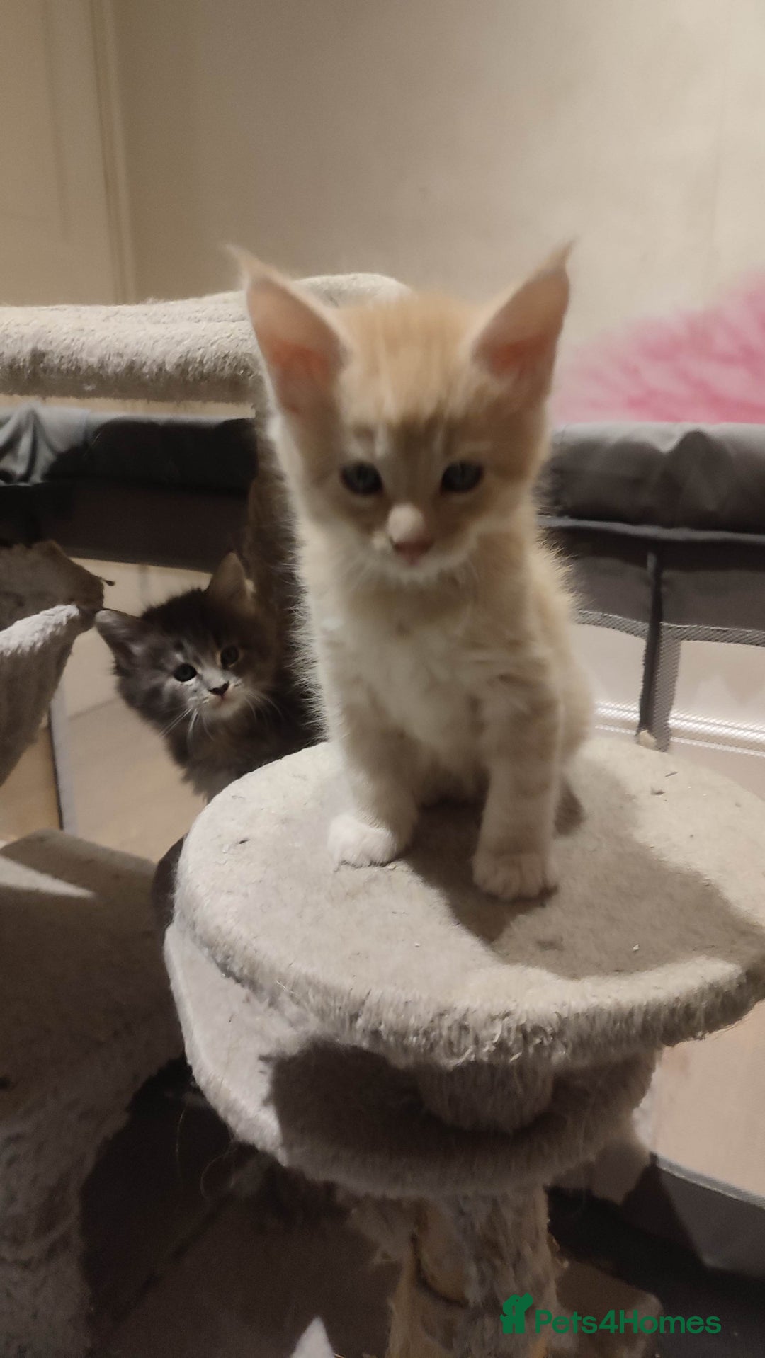 Maine Coon cats for sale: Adorable Maine coons - Image 10